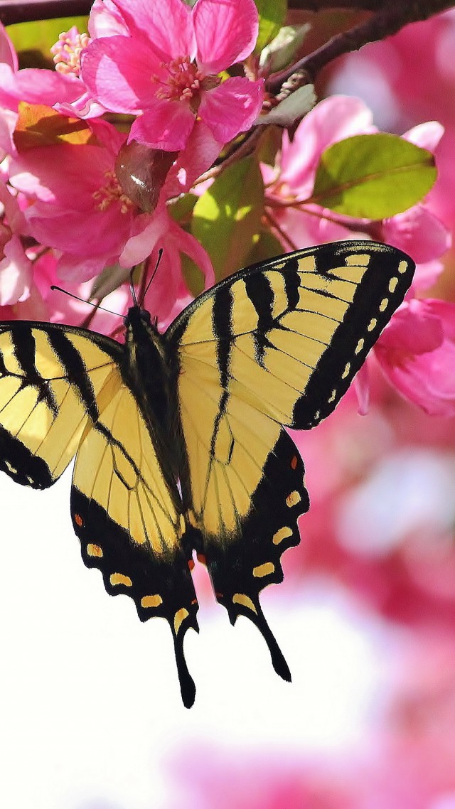 Тигровая бабочка, макро, цветы, Tiger Butterfly, macro, flowers (vertical)