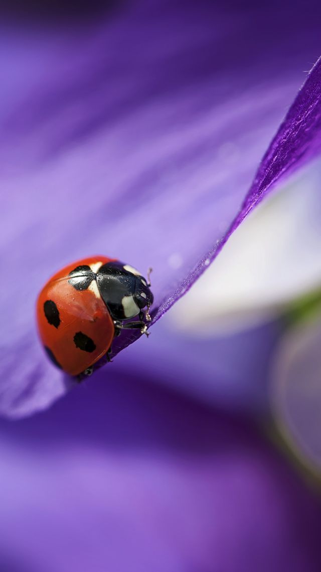 божья коровка, макро, размытость, фиолетовый, ladybug, macro, blur, purple (vertical)