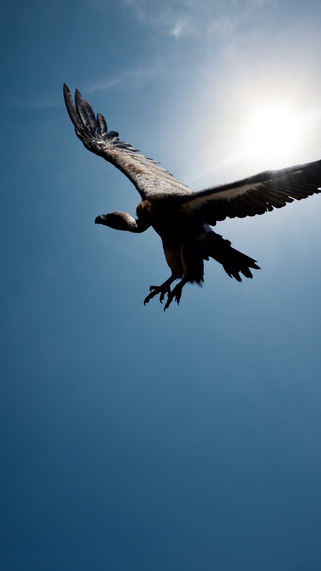 Стервятник, полет, небо, солнце, Vulture, flight, sky, sun (vertical)