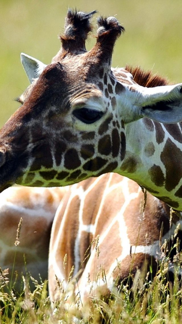 Жираф, луг, милые животные, забавный, Giraffe, meadow, cute animals, funny (vertical)