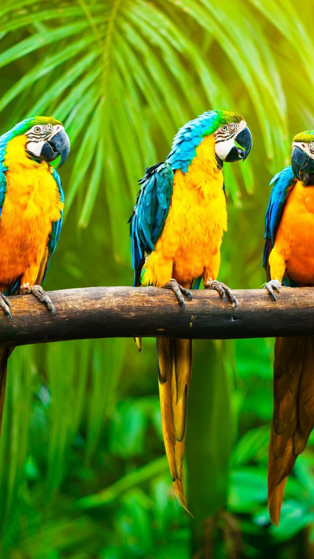 Ара, попугай, тропики, Macaw, parrot, tropics (vertical)