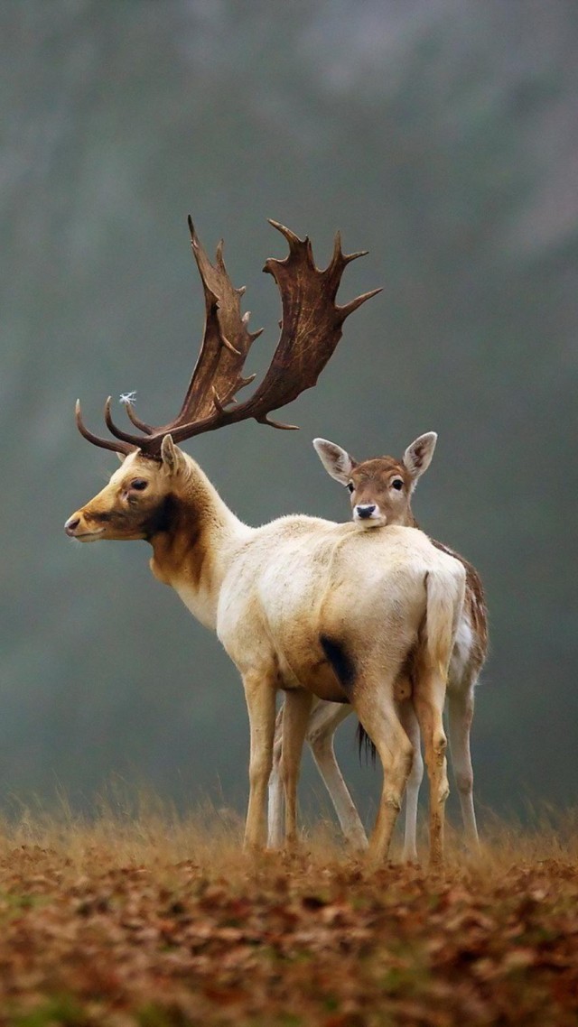 Олень, луг, туман, милые животные, Deer, meadow, fog, cute animals (vertical)