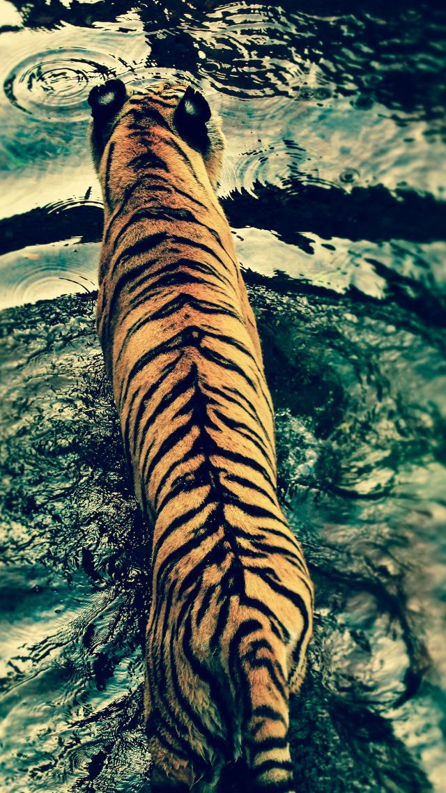 тигр, вода, милые животные, Tiger, water, cute animals (vertical)