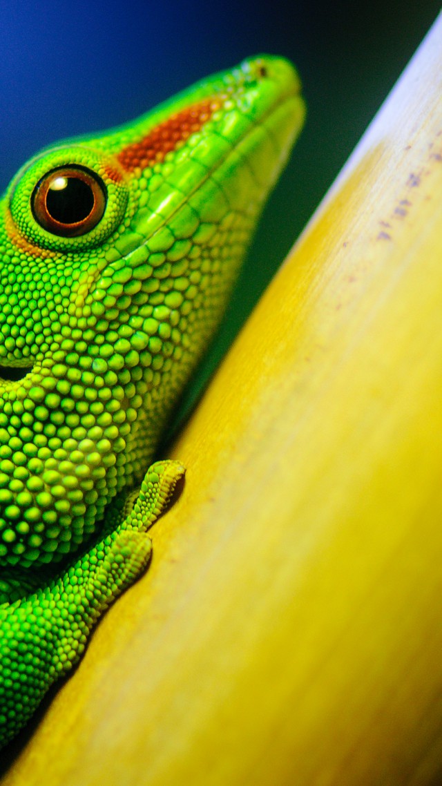 Ящерица, макро, зеленый, Lizard, macro, green (vertical)