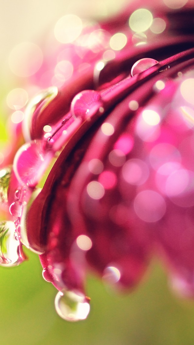 Цветок, 4k, HD, роса, макро, Flower, 4k, HD wallpaper, dew, macro (vertical)