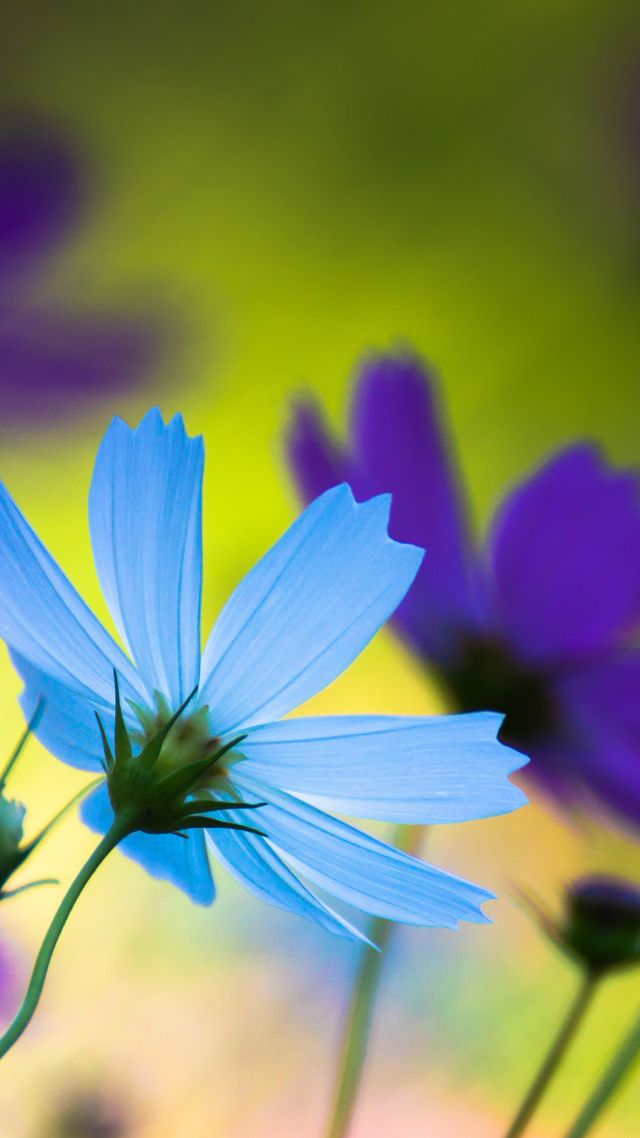 Васильки, 4k, HD, голубой, Cornflowers, 4k, HD wallpaper, blue (vertical)