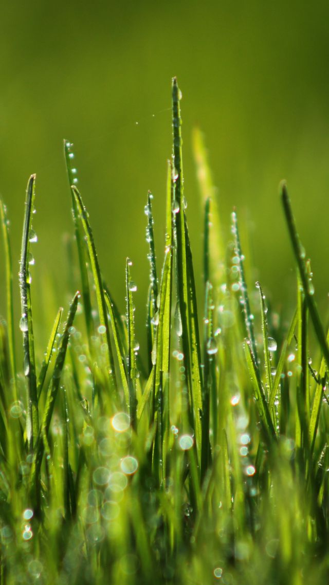 Зеленая трава, 4k, HD, 8k, поле, роса, Green grass, 4k, HD wallpaper, 8k, field, dew (vertical)