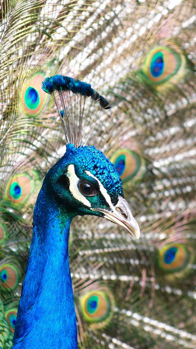 Павлин, перья, Peacock, feathers (vertical)