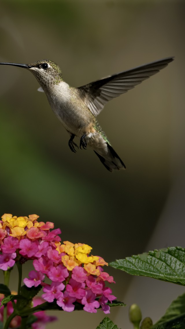 колибри, цветы, полет, размытие, colibri, flowers, flight, blur (vertical)