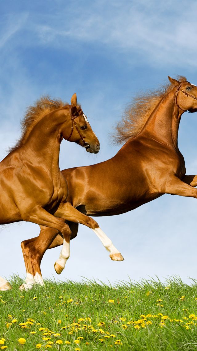 Лошадь, галоп, пара, небо, Horse, gallop, couple, sky (vertical)