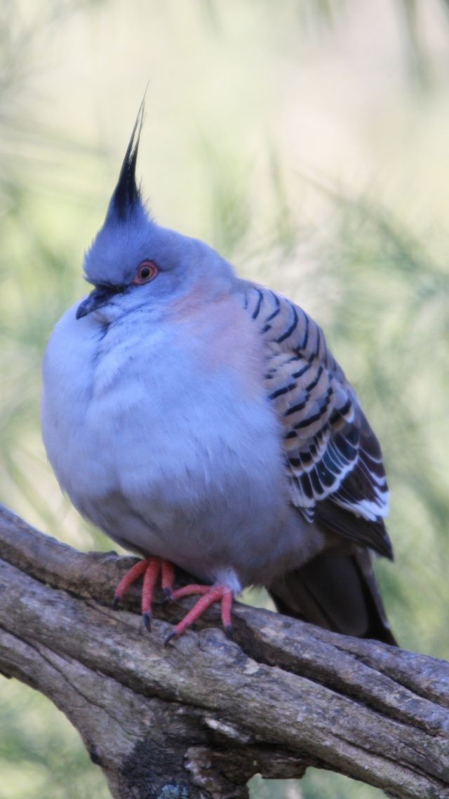 Дикий голубь, милые животные, Wild pigeon, cute animals (vertical)