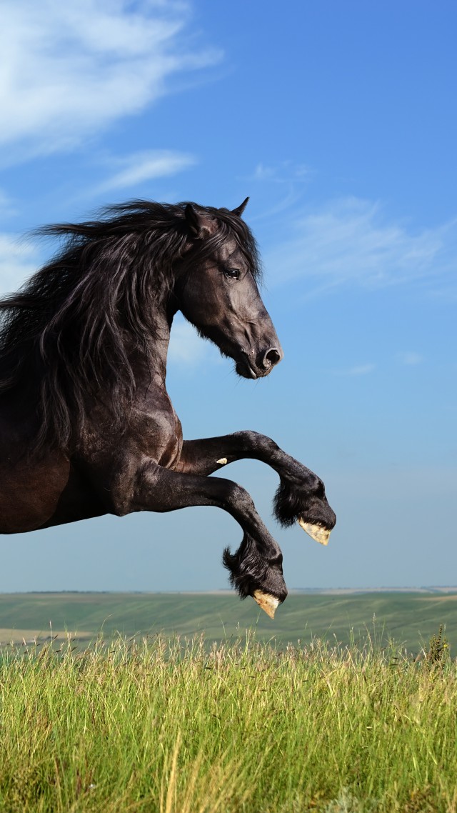 Лошадь, галоп, луг, небо, Horse, gallop, meadow, sky (vertical)