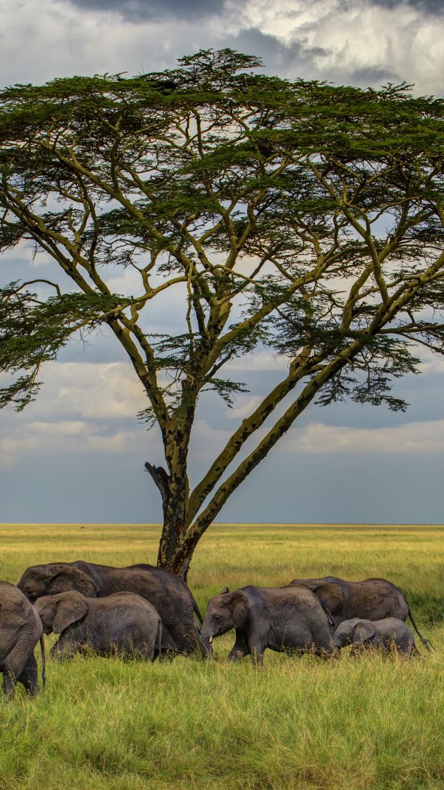 Слон, 5k, 4k, саванны, дерево, облака, Elephant, 5k, 4k wallpaper, savanna, tree, clouds (vertical)