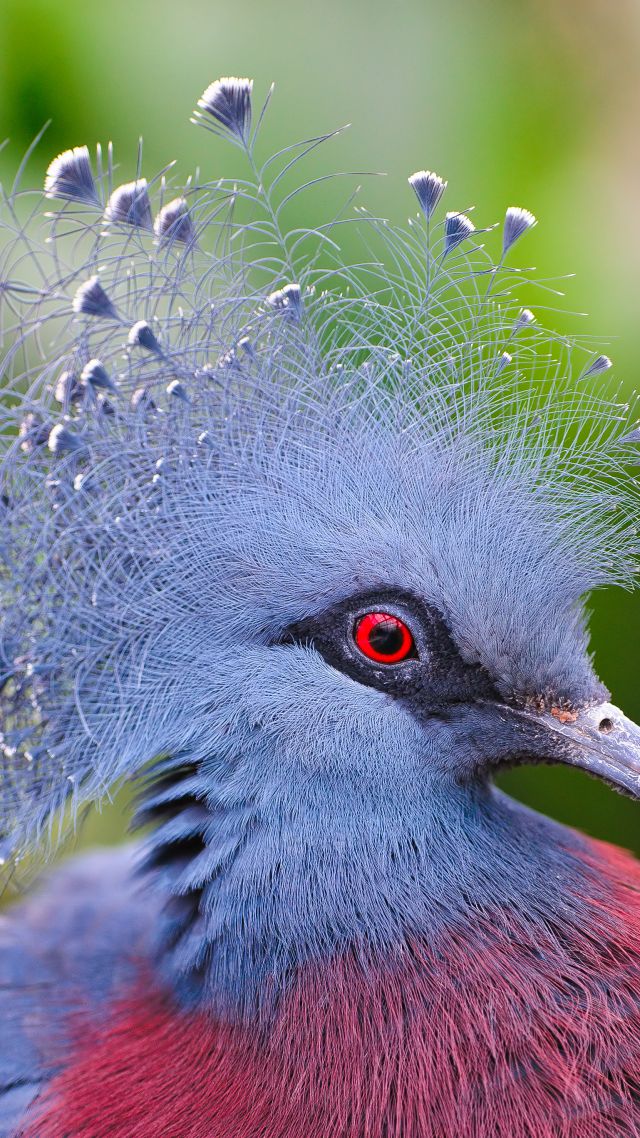 Дикий голубь, милые животные, Wild pigeon, cute animals (vertical)