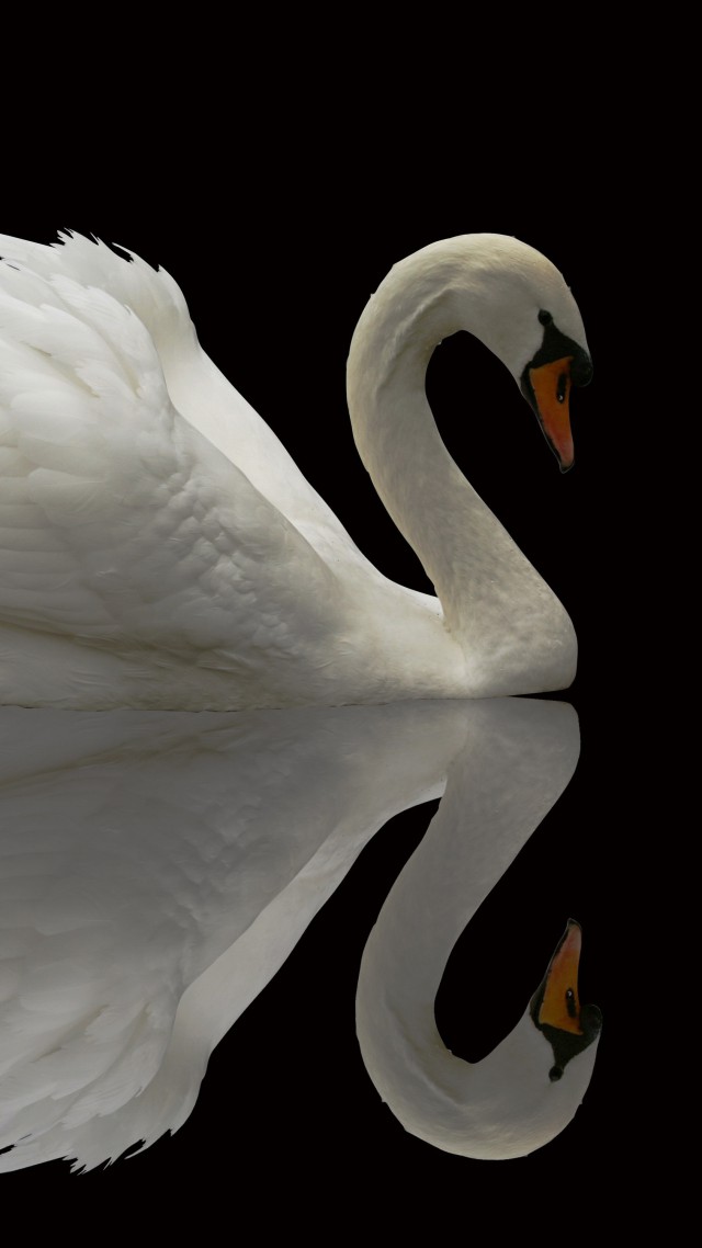 лебедь, отражение, милые животные, Swan, reflection, cute animals (vertical)