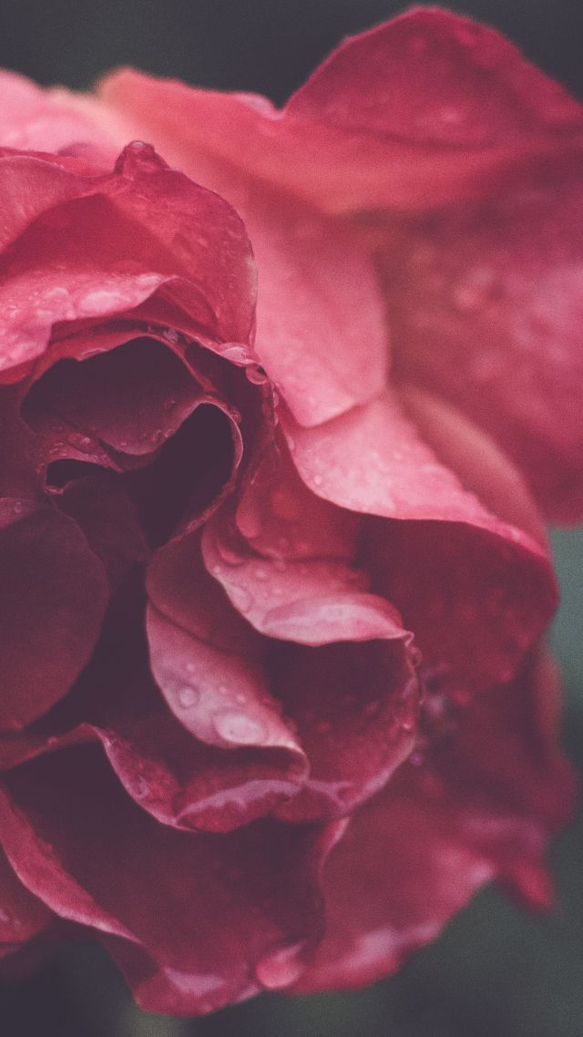 Роза, HD, 4k, макро, цветы, Rose, HD, 4k wallpaper, macro, flowers (vertical)