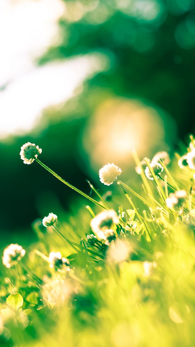 Клевер, 4k, HD, трава, поле, цветок, Clover, 4k, HD wallpaper, shamrock, grass, field, flower (vertical)