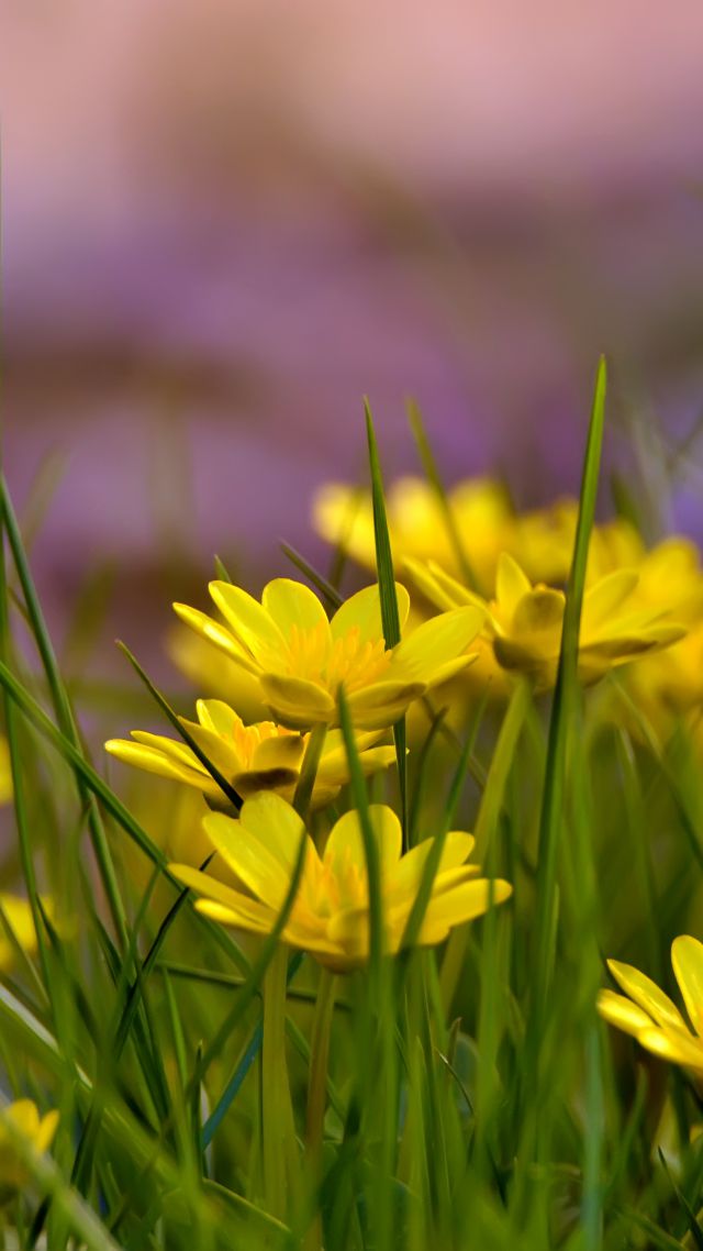 Цветы, 4k, HD, зеленая трава, природа, Flowers, 4k, HD wallpaper, green grass, nature (vertical)
