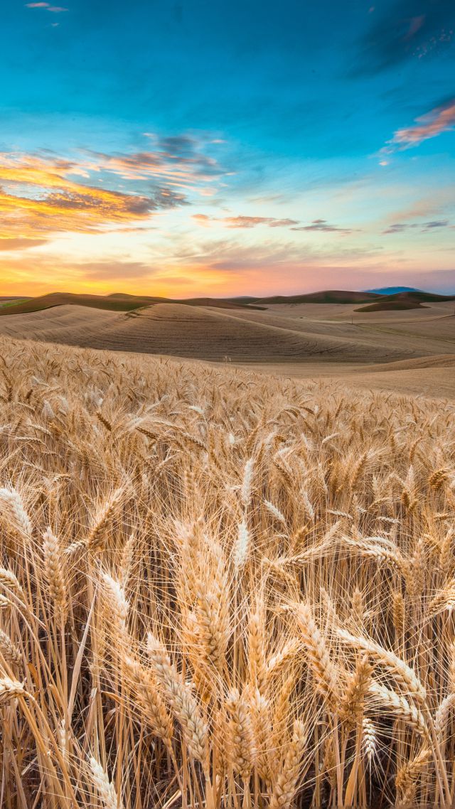 Поле, 4k, HD, пшеница, колоски, небо, облака, Field, 4k, HD wallpaper, wheat, spikes, sky, clouds (vertical)