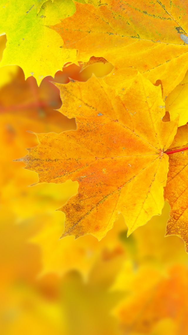 Листья, 5k, 4k, 8k, клен, макро, желтый, Leaves, 5k, 4k wallpaper, 8k, maple, macro, yellow (vertical)