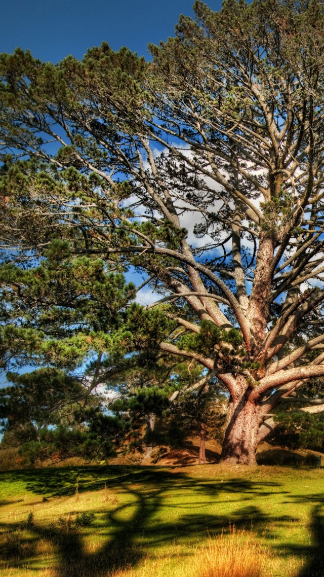 Дерево, 4k, HD, небо, луга, Tree, 4k, HD wallpaper, sky, meadows (vertical)
