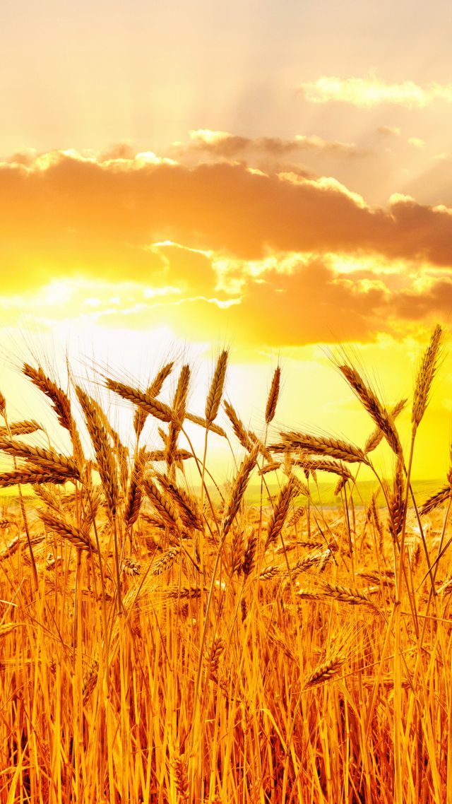 пшеница, 5k, 4k, луга, закат, Wheat, 5k, 4k wallpaper, meadows, sunset (vertical)