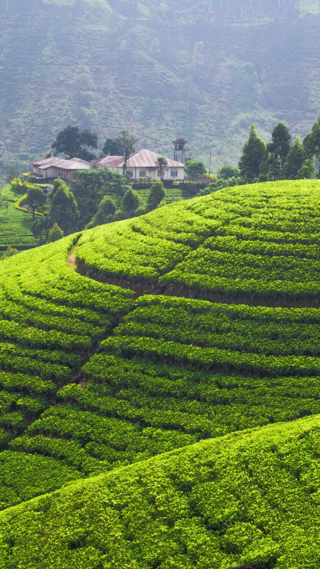 Плантации чая, 5k, 4k, Холмы, деревья, зеленые, Tea plantation, 5k, 4k wallpaper, Hills, trees, green (vertical)