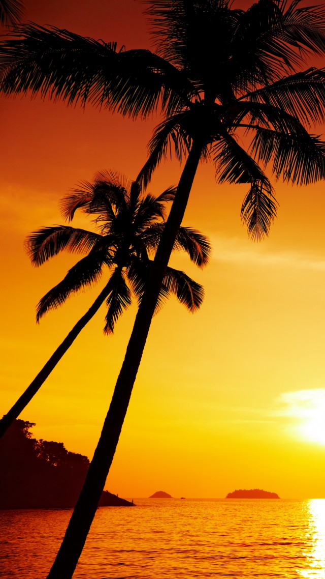 Океан, 5k, 4k, пальмы, закат, Ocean, 5k, 4k wallpaper, palms, sunset (vertical)