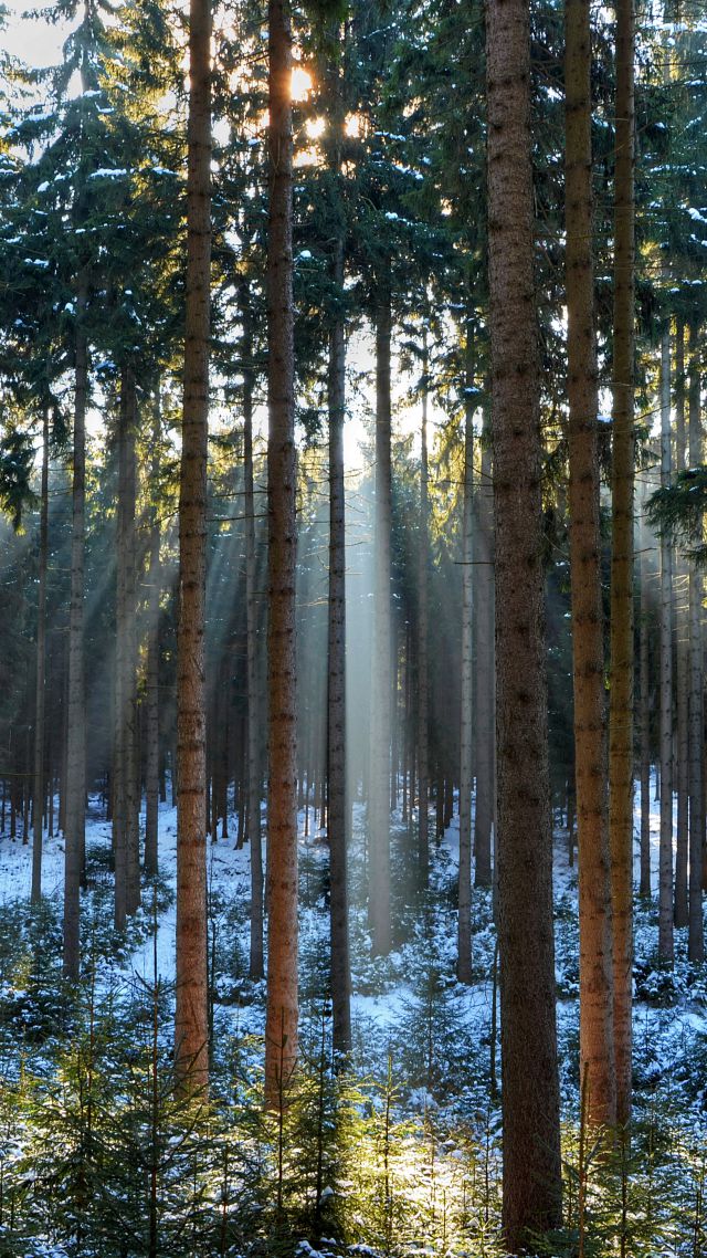 Сосны, 5k, 4k, лес, солнце, восход, Pines, 5k, 4k wallpaper, wood, sunlight, sunrise (vertical)