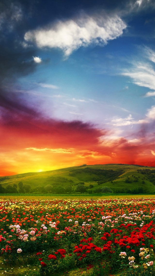 Индия, 5k, 4k, Долина Цветов, Луга, розы, закат, облака, India, 5k, 4k wallpaper, Valley of Flowers, Meadows, roses, sunset, clouds (vertical)