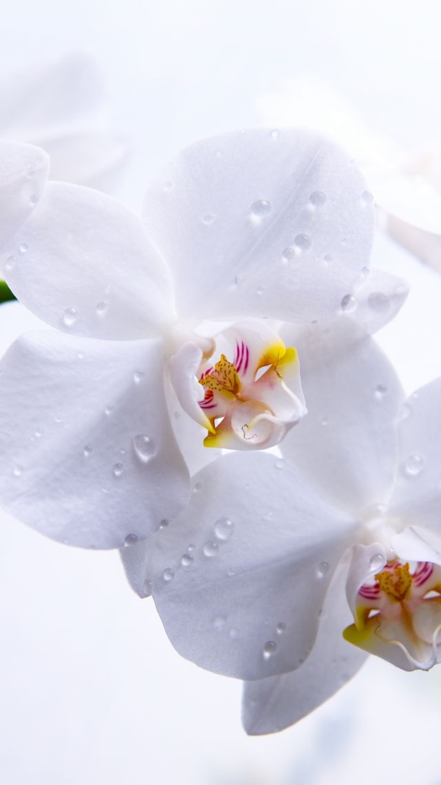 орхидея, 5k, 4k, цветы, макро, белый, Orchid, 5k, 4k wallpaper, flowers, macro, white (vertical)