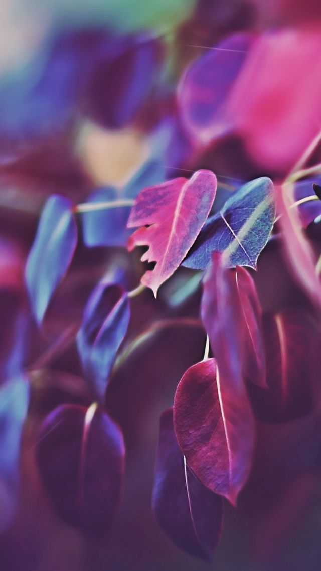 Листья, 5k, 4k, макро, фиолетовые, Leaves, 5k, 4k wallpaper, macro, purple (vertical)