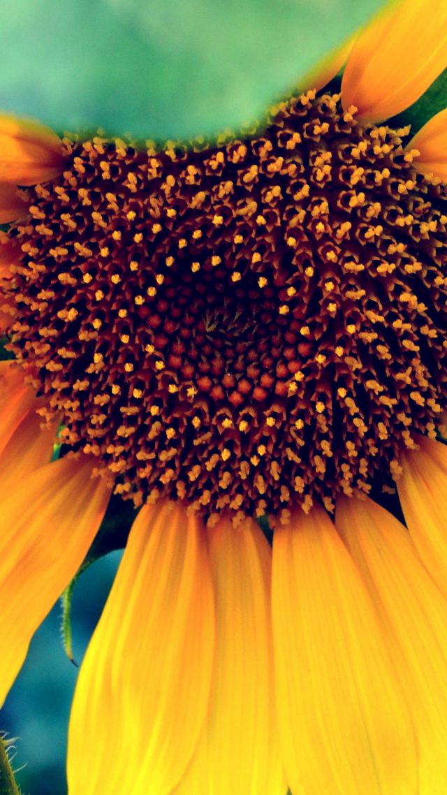 Подсолнечник, HD, 4k, макро, цветы, желтый, Sunflower, HD, 4k wallpaper, macro, flowers, yellow (vertical)
