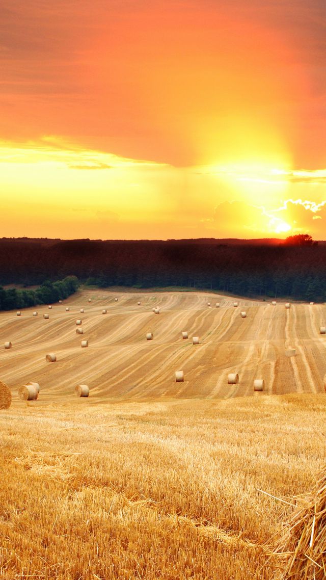 Луга, 5k, 4k, сено, закат, поле, Meadows, 5k, 4k wallpaper, hay, sunset, field (vertical)