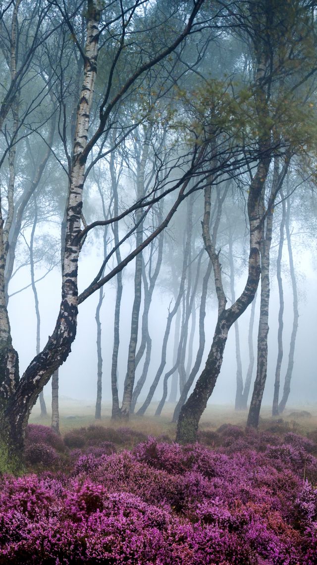 Стэнтон Мур, 5k, 4k, Пик Дистрикт, Великобритания, Лес, полевые цветы, туман, Stanton Moor, 5k, 4k wallpaper, 8k, Peak District, UK, Forest, wildflowers, fog (vertical)