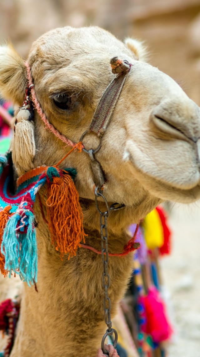Верблюд, милые животные, забавный, Camel, cute animals, funny (vertical)