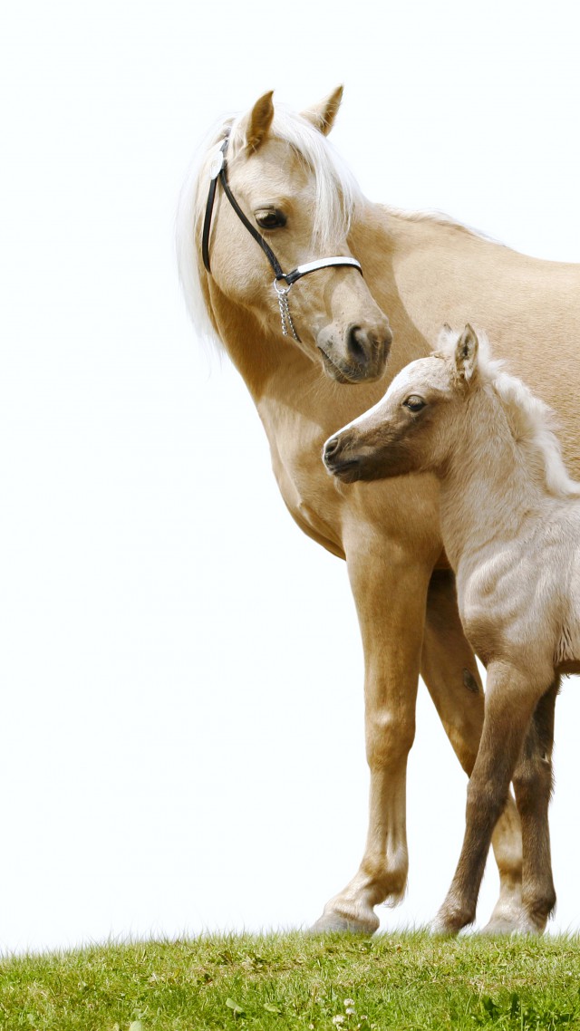 Лошадь, белые, милые животные, Horse, white, cute animals (vertical)
