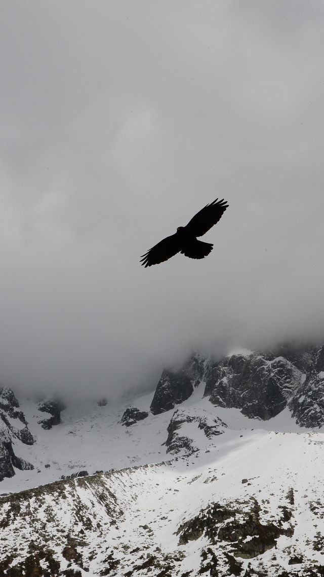 орел, горы, полет, облака, Eagle, mountains, flight, clouds (vertical)