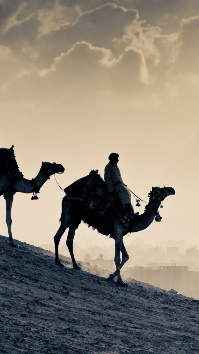 Верблюд, пустыня, закат, Camel, desert, sunset (vertical)