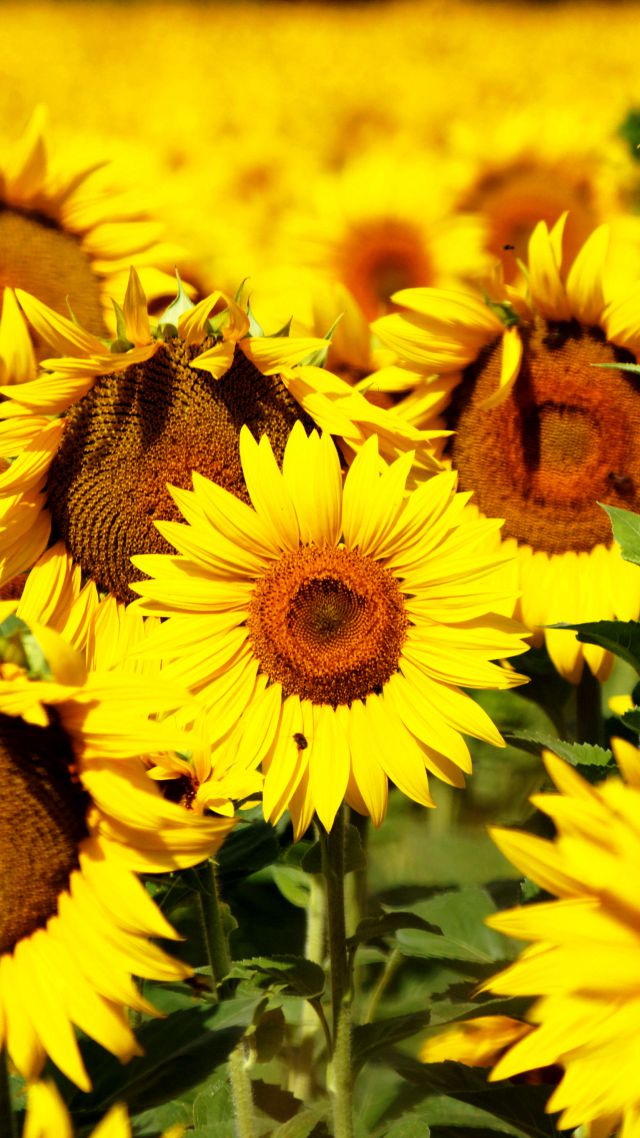 Подсолнухи, 5k, 4k, 8k, цветы, поле, желтый, Sunflowers, 5k, 4k wallpaper, 8k, flowers, field, yellow (vertical)