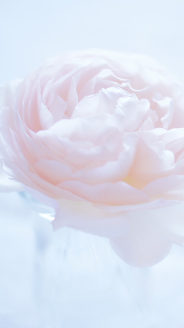 Камелия, 5k, 4k, 8k, цветок, розовый, Camellia, 5k, 4k wallpaper, 8k, flower, pink (vertical)