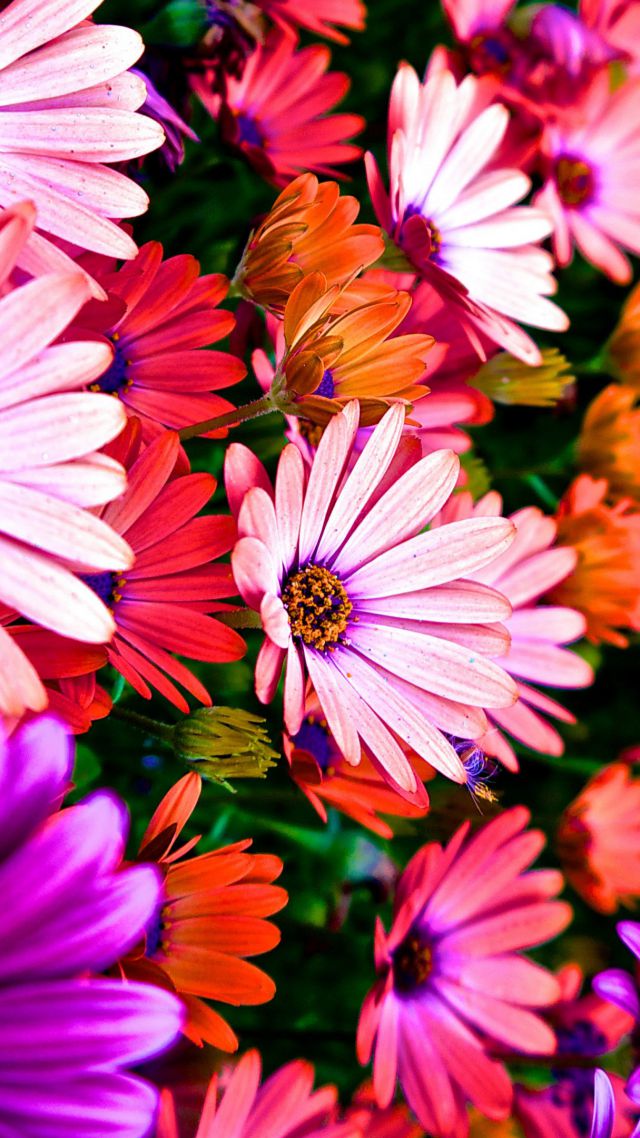 Цветы, 5k, 4k, Гибискус, цвета, Flowers, 5k, 4k wallpaper, Hibiscus, colours (vertical)