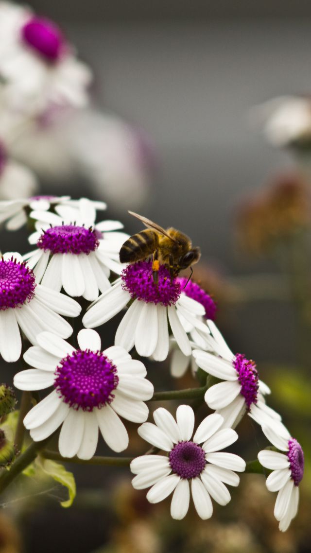 Ромашка, 5k, 4k wallpaper, 8k, цветы, пчелы, Daisies, 5k, 4k wallpaper, 8k, flowers, bee (vertical)