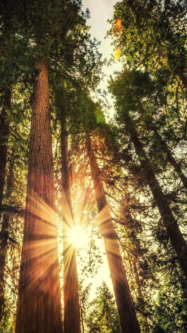 Лес, 5k, 4k, деревья, солнечный свет, Forest, 5k, 4k wallpaper, trees, sunlight (vertical)