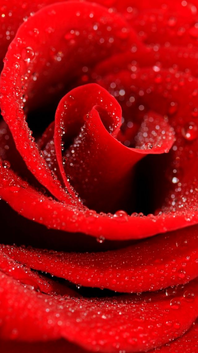 Роза, 5k, 4k, макро, красный, Rose, 5k, 4k wallpaper, macro, red (vertical)