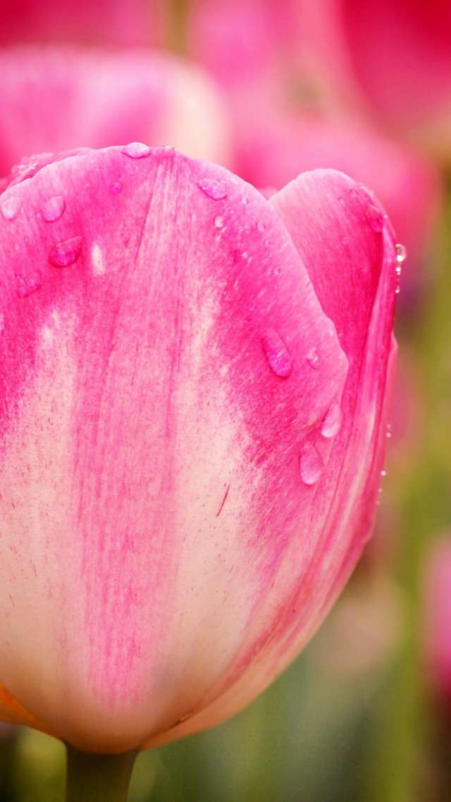 Тюльпаны, 5k, 4k, цветы, макро, розовый, Tulips, 5k, 4k wallpaper, flowers, macro, pink (vertical)