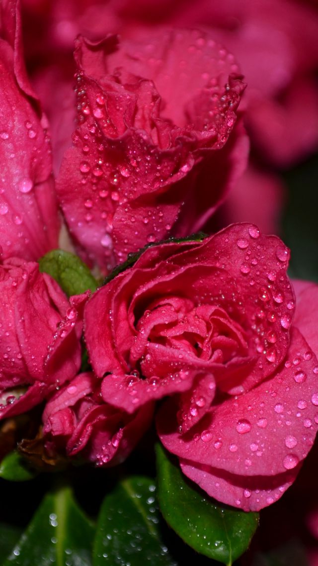 Розы, 5k, 4k, цветы, капли, красный, Roses, 5k, 4k wallpaper, flowers, drops, red (vertical)