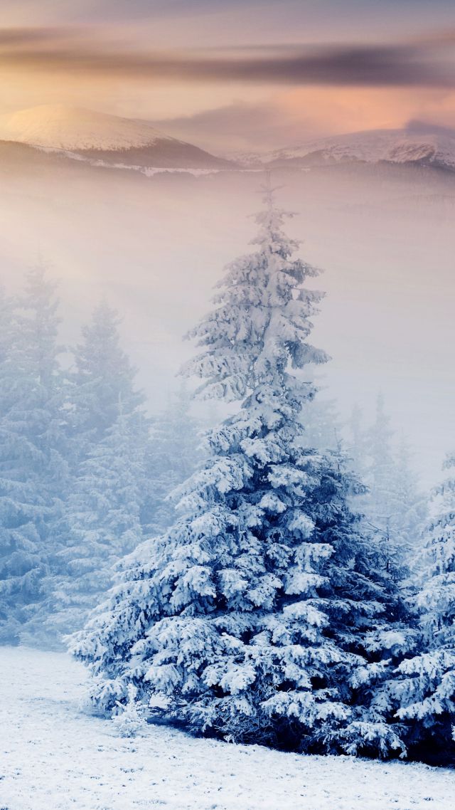 Деревья, 5k, 4k, сосны, горы, снег, зима, закат, Trees, 5k, 4k wallpaper, pines, mountains, snow, winter, sunset (vertical)
