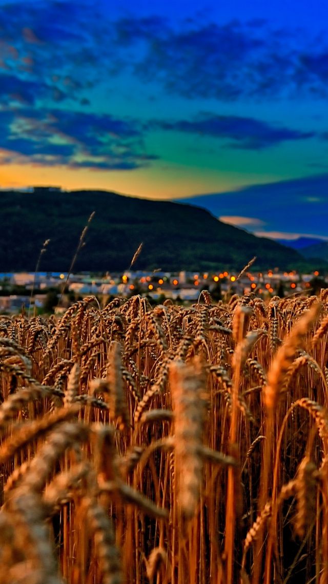Пшеница, 4k, 5k, поле, закат, облака, холмы, Wheat, 4k, 5k wallpaper, field, sunset, clouds, hills (vertical)