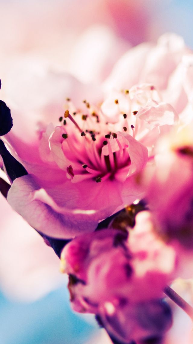 Вишня, 4k, 5k, цветение, ветка, весна, розовый, Cherry, 4k, 5k wallpaper, blossom, branch, spring, pink (vertical)